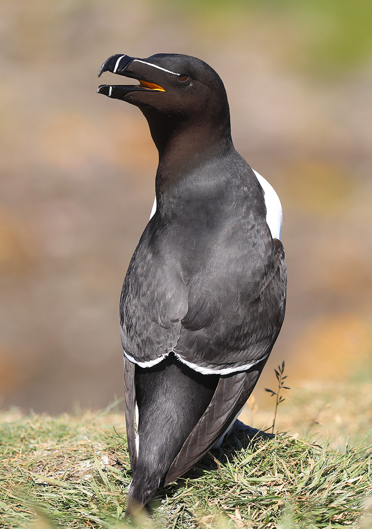 razorbill